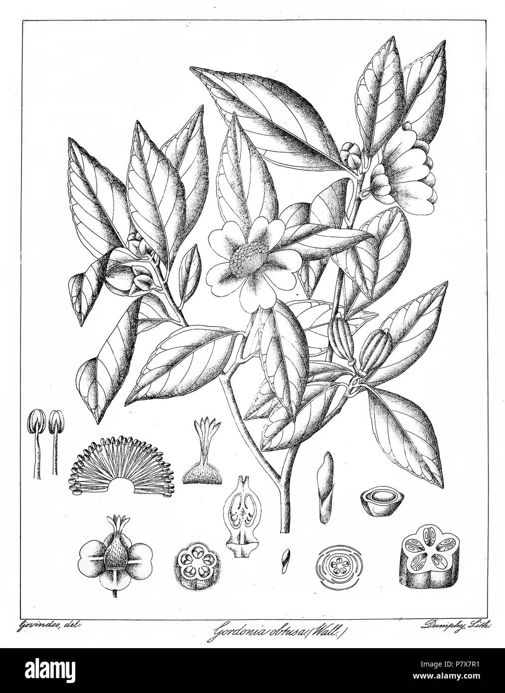 Gordonia obtusa . 1873 174 Gordonia obtusa Govindoo Stock Photo