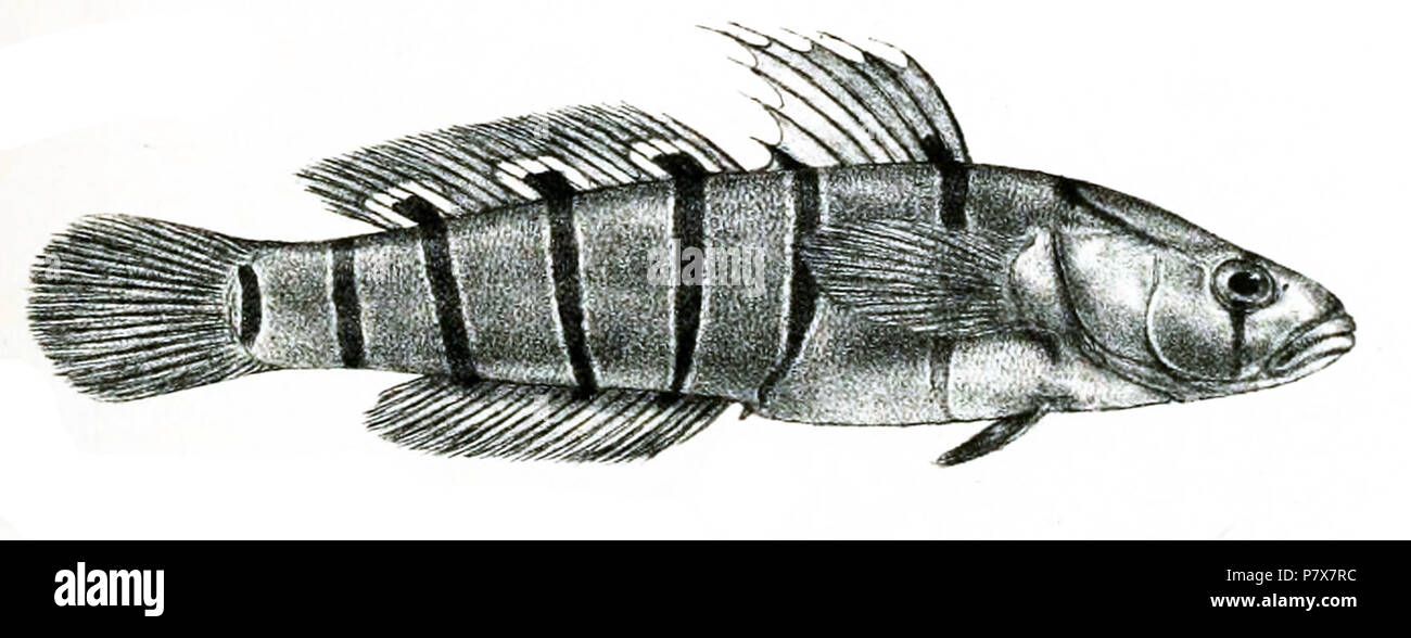 Gobius elapoides = Pterogobius elapoides (Günther, [1872]) . 1871 (published 1872) 174 GobiusFlapoidesFord Stock Photo