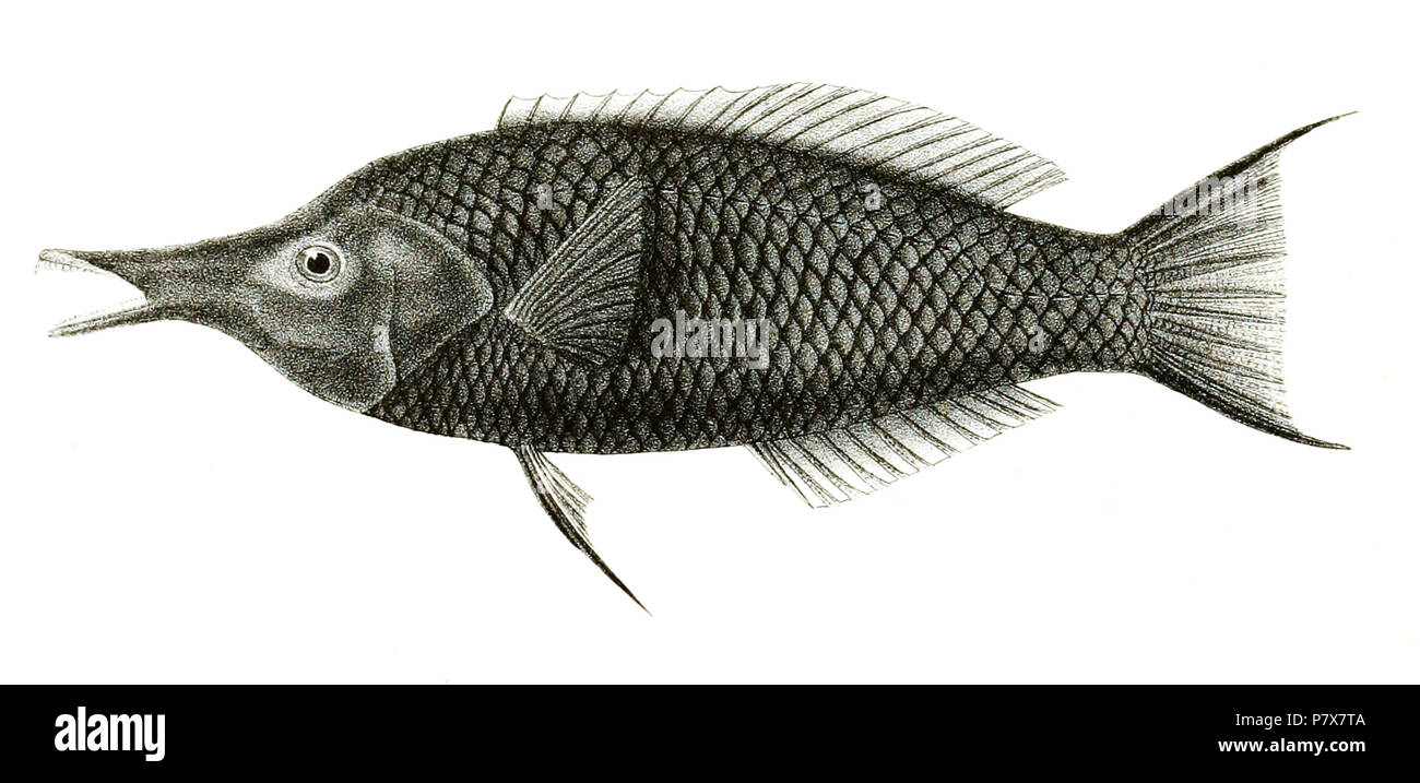 The species names / identity need verification. The original plates showed the fishes facing right and have been flipped here. Gomphosus caeruleus . 1878 174 Gomphosus caeruleus Mintern 88 Stock Photo