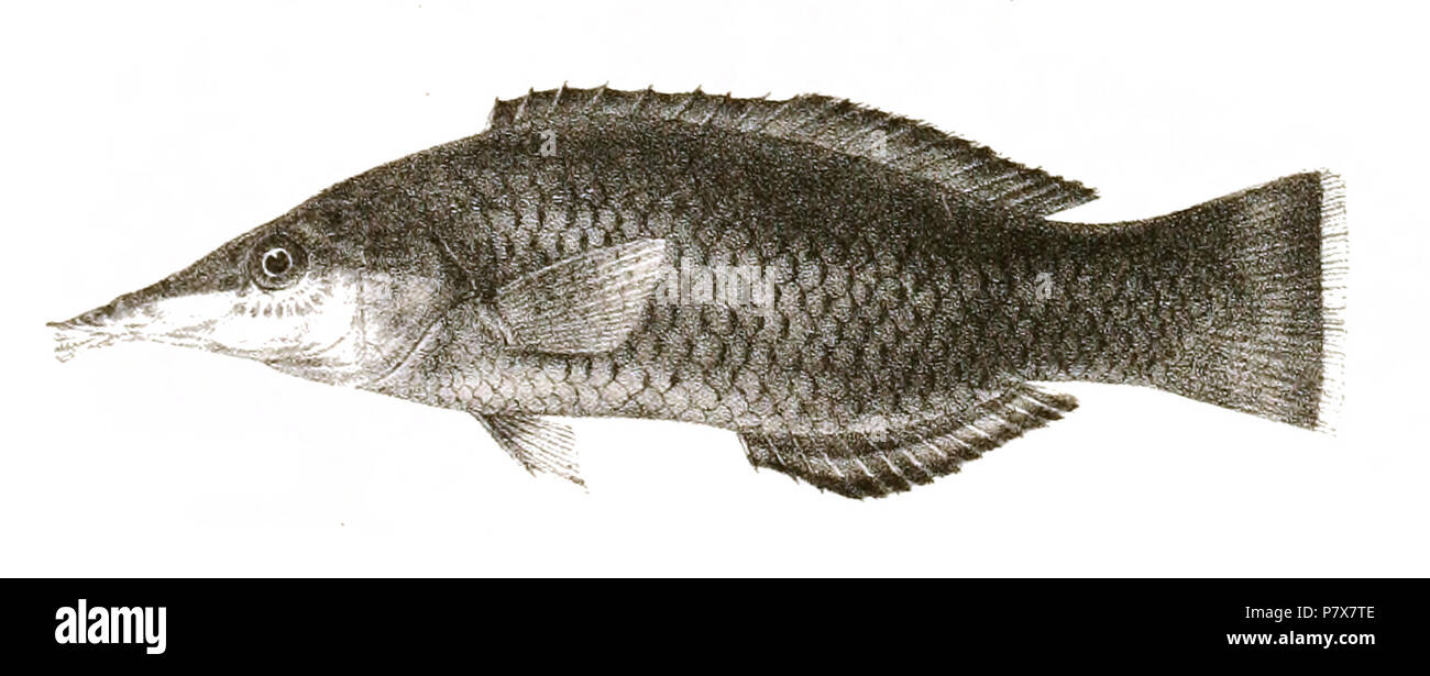 The species names / identity need verification. The original plates showed the fishes facing right and have been flipped here. Gomphosus pectoralis . 1878 174 Gomphosus pectoralis Day 86 Stock Photo