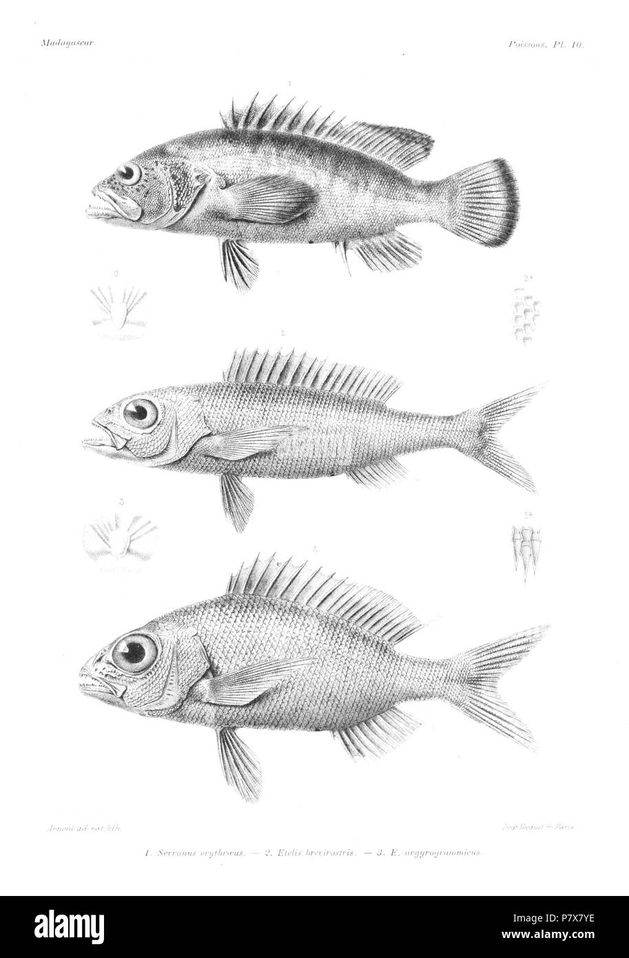 Serranus erythraeus Etelis brevirostris Etelis argyrogrammicus . 1885 174 GrandidierMadagascarFishes 0027 Stock Photo