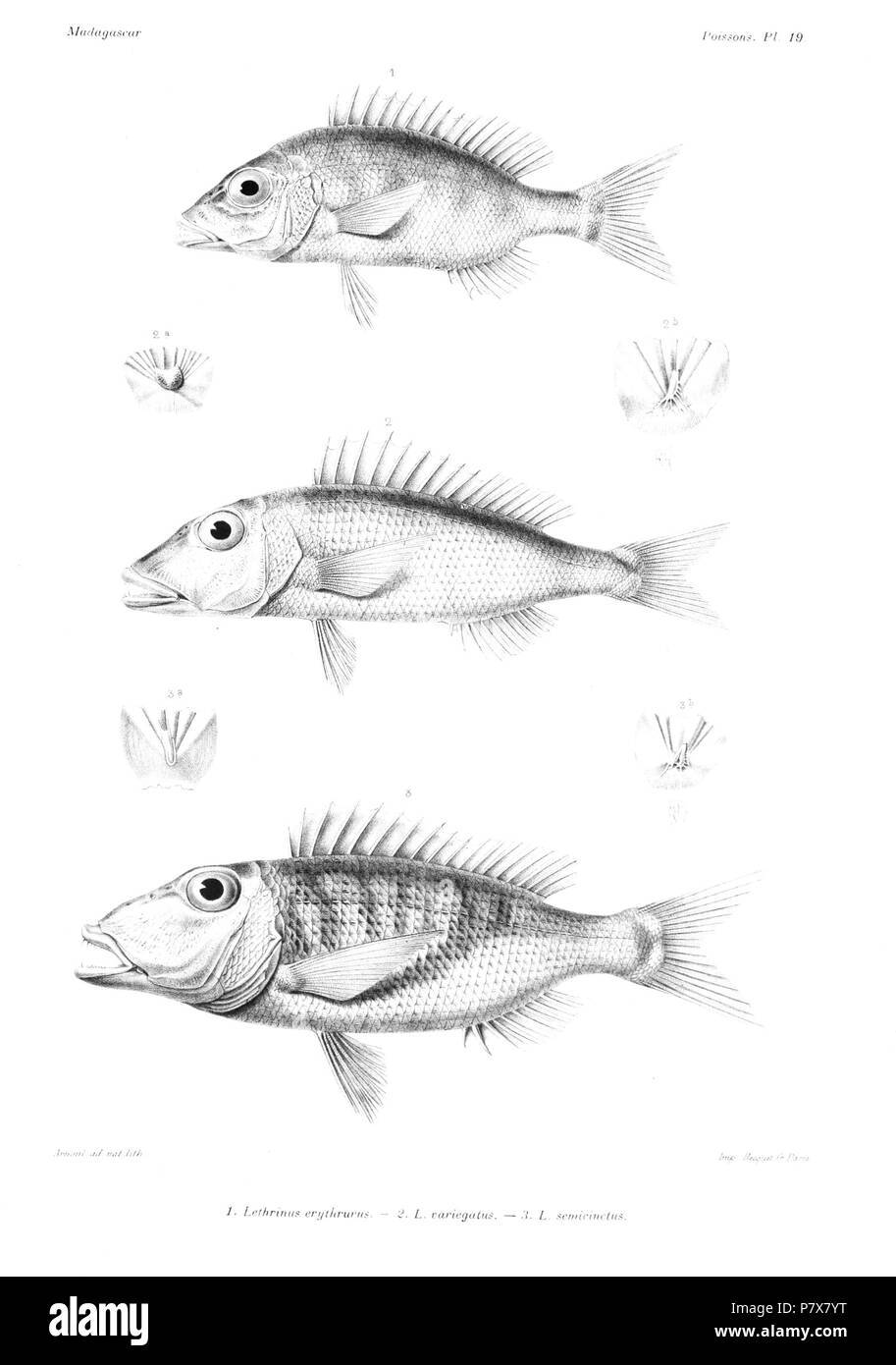 Lethrinus erythrurus (Syn. Lethrinus nebulosus) Lethrinus variegatus Lethrinus semicinctus . 1885 175 GrandidierMadagascarFishes 0047 Stock Photo