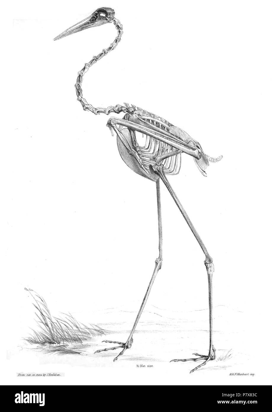 Skeleton of Grus antigone . 1869 176 GrusAntigoneSkeleton Stock Photo