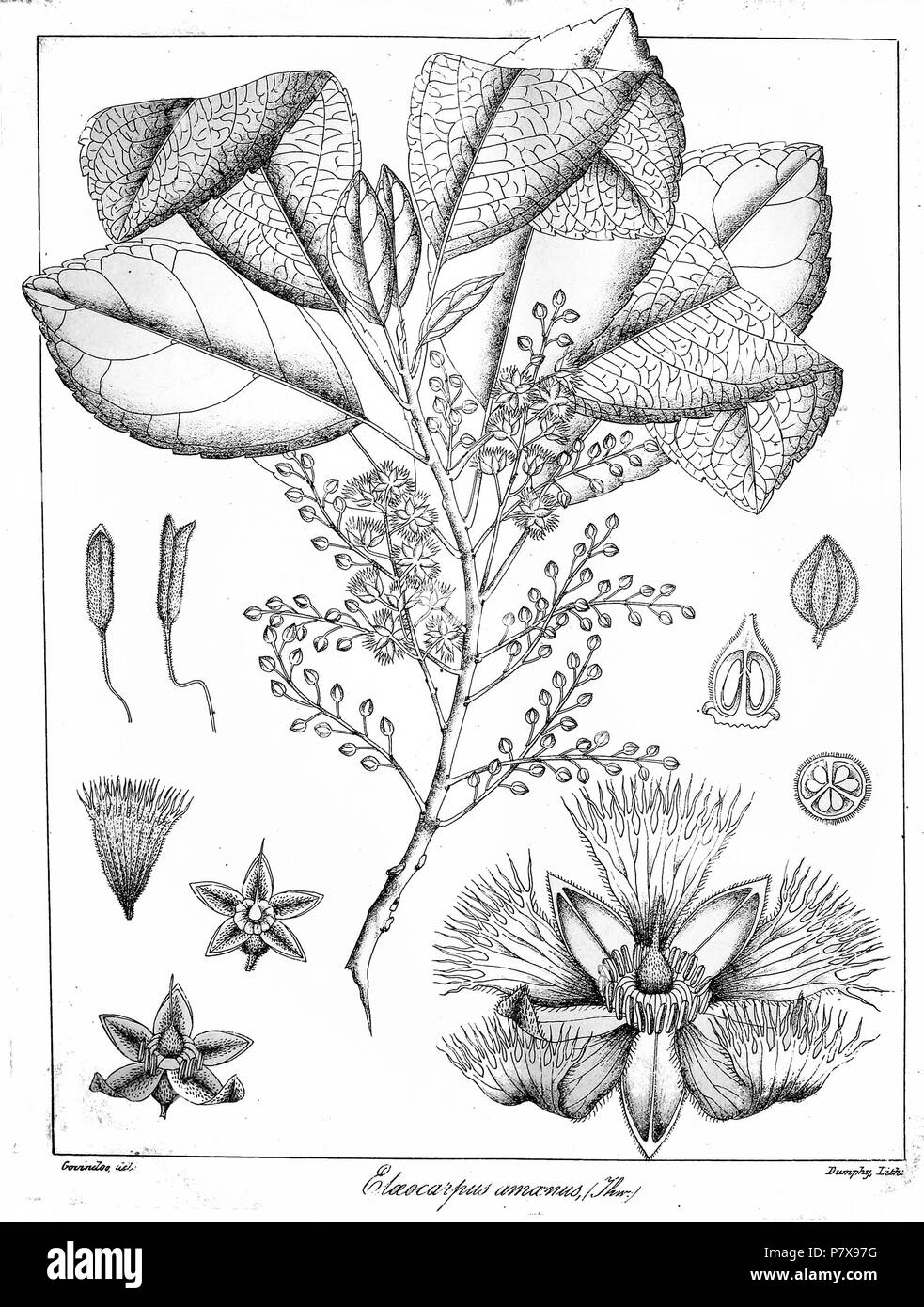Elaeocarpus amoenus . 1873 143 Elaeocarpus amoenus Govindoo Stock Photo