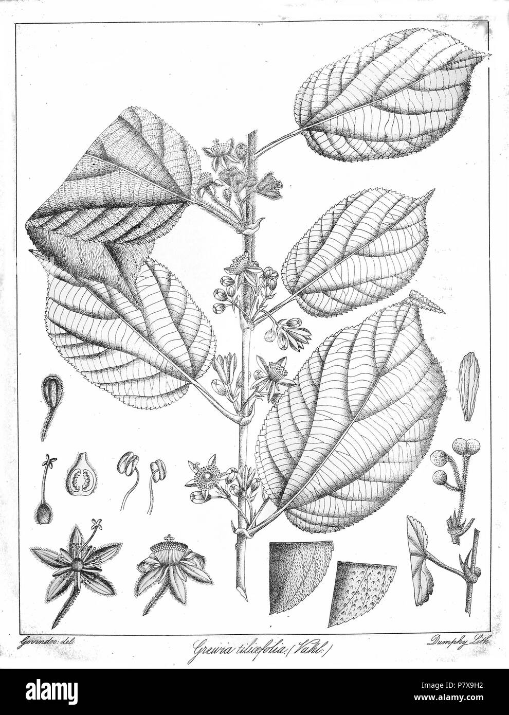 Grewia tiliaefolia . 1873 175 Grewia tiliaefolia Govindoo Stock Photo