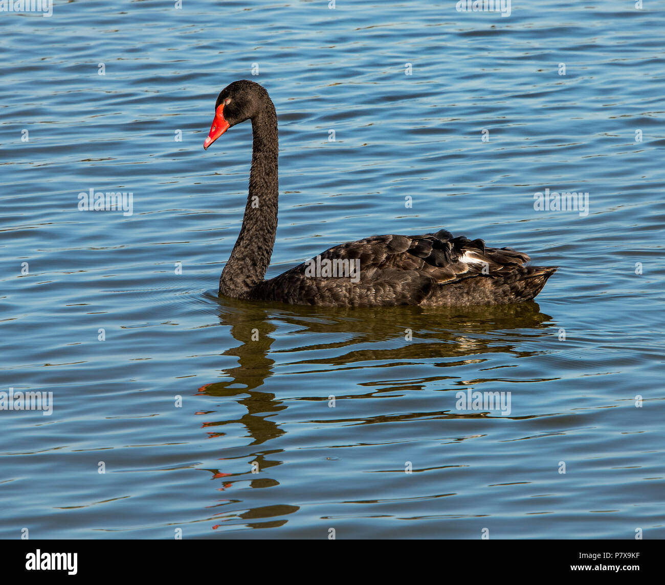 Black Swan Western Australia Stock Photo - Alamy