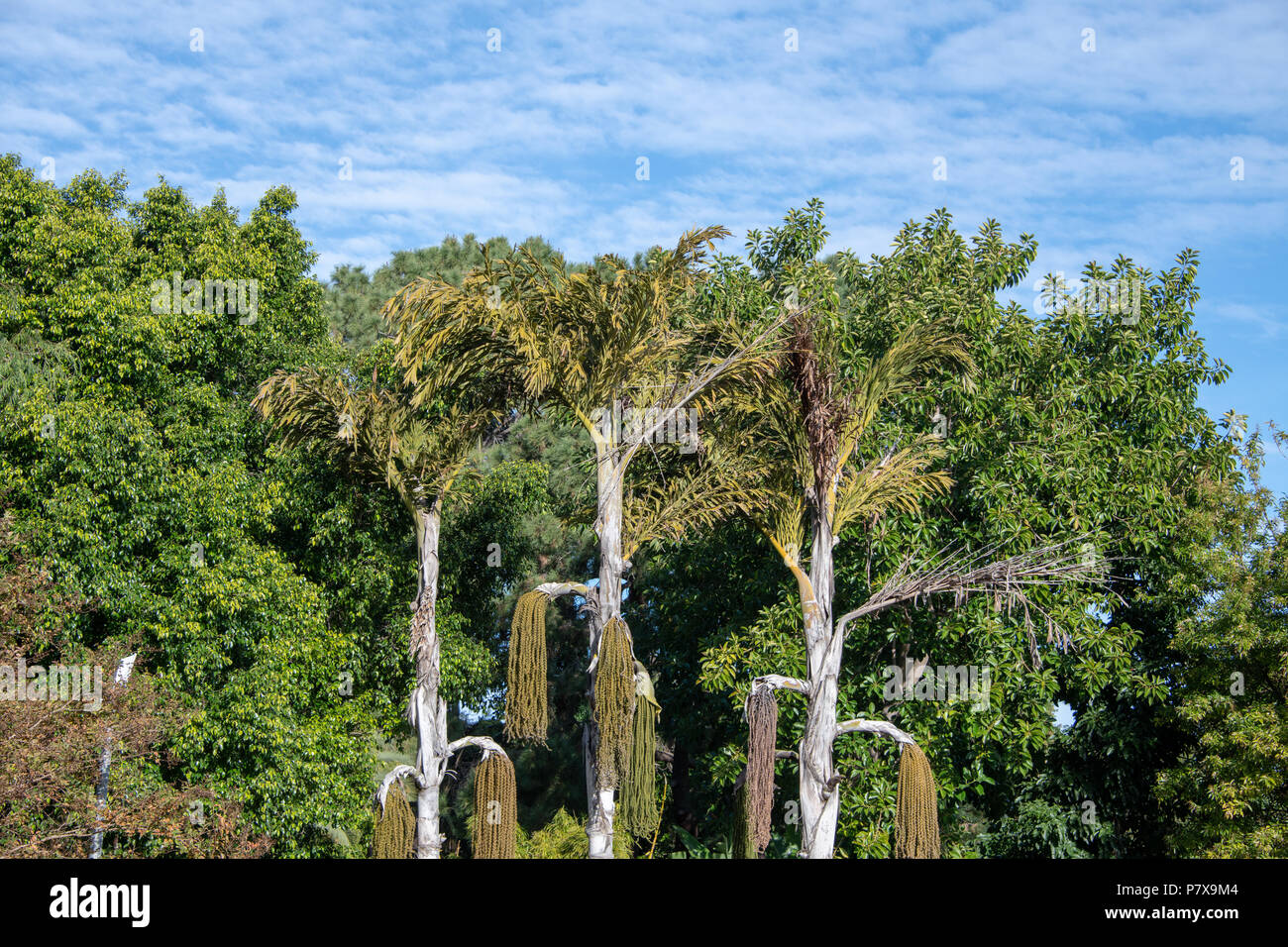 Palms and palm trees hi-res stock photography and images - Alamy