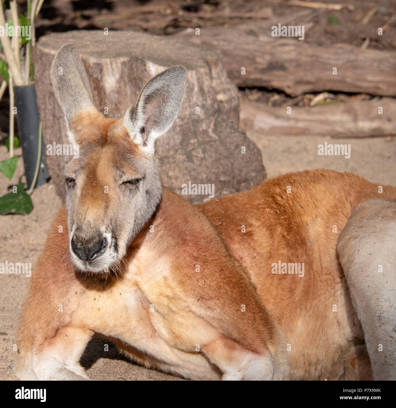 Kangaroo Stock Photo