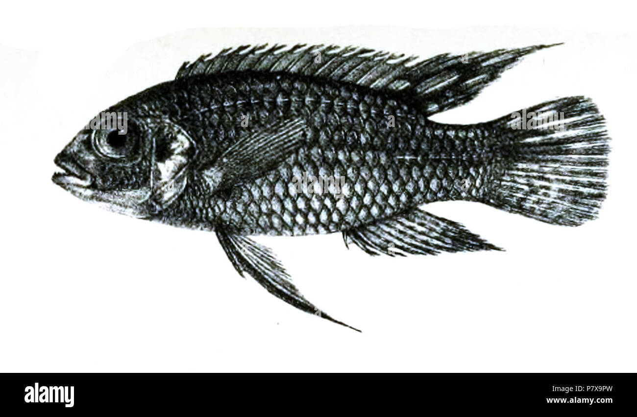 Hemichromis subocellatus = Pelvicachromis subocellatus (Günther, [1872]) . 1871 (published 1872) 190 HemichromisSubocellatusFord Stock Photo