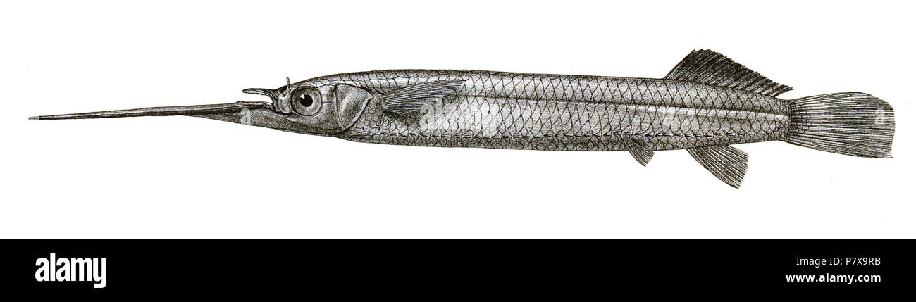 Zenarchopterus hires stock photography and images Alamy