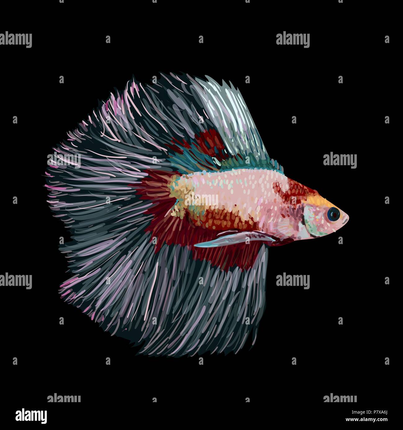 Betta splendens, Siamese fighting fish, on black background, vector illustration Stock Vector