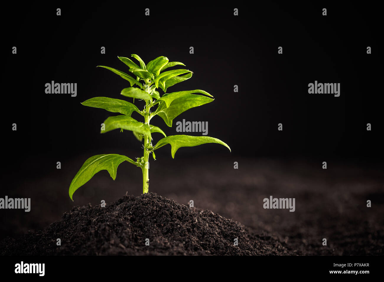 Young spinach plant growing in the soil Stock Photo Alamy