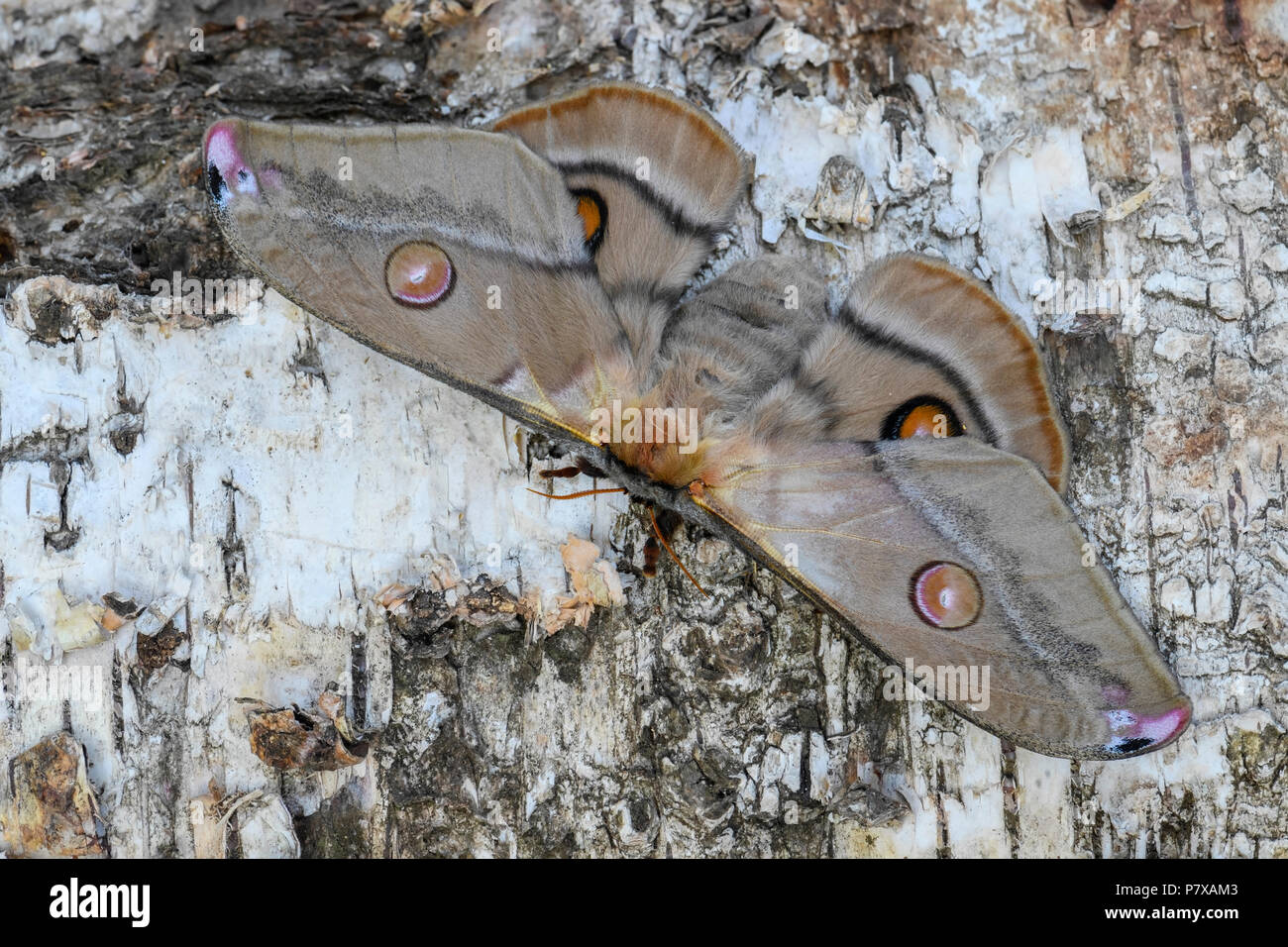 Big Moths South Australia