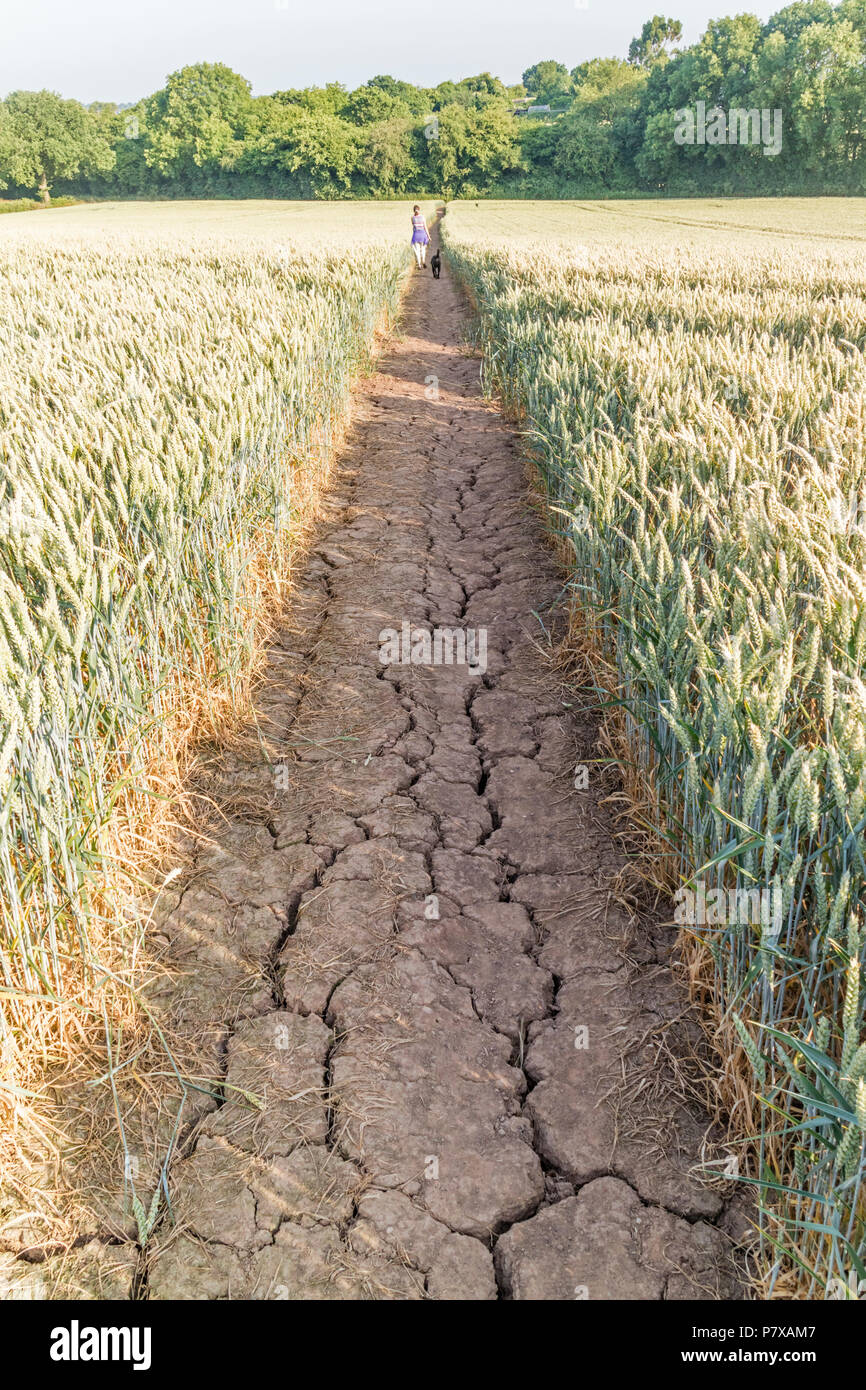 July 2018 summer drought on a public footpath in a wheat field, England, UK, England, UK Stock Photo