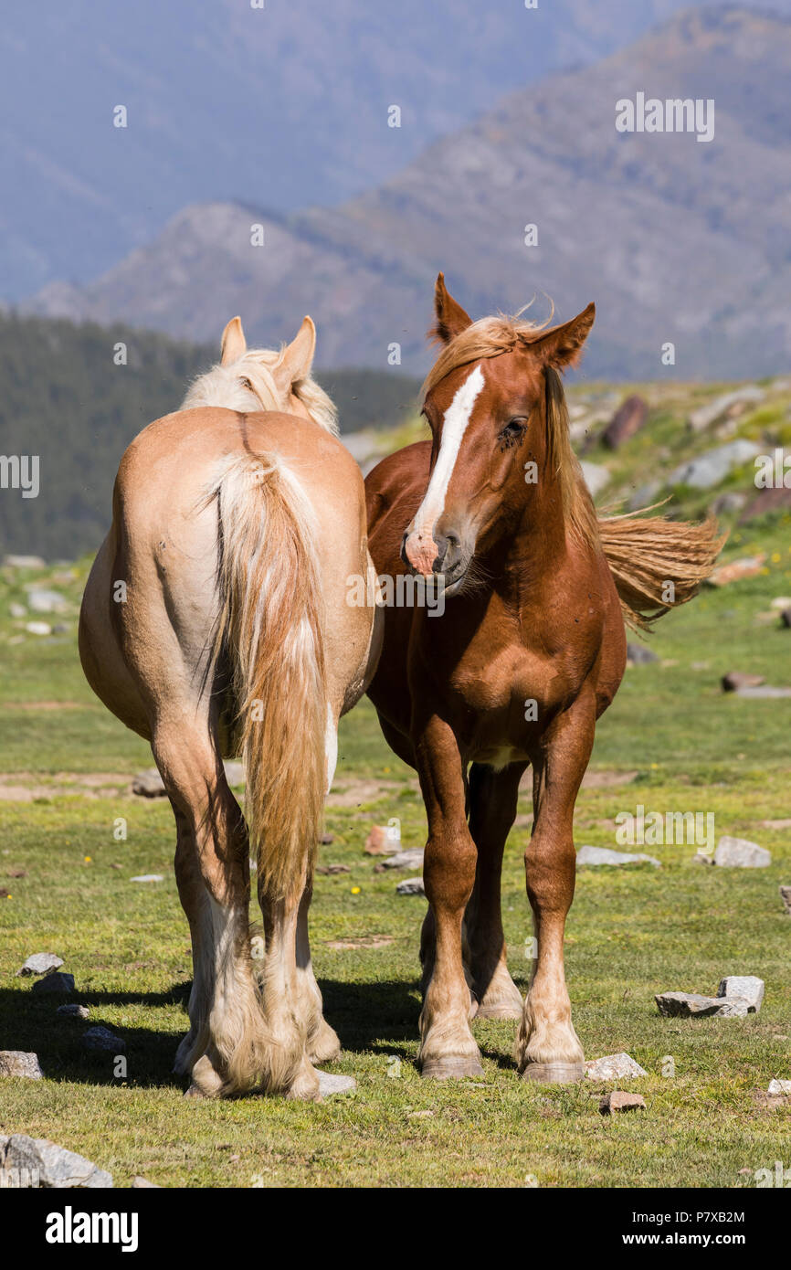 Two horses stand next to one another on a meadow in the Pyrenees of ...