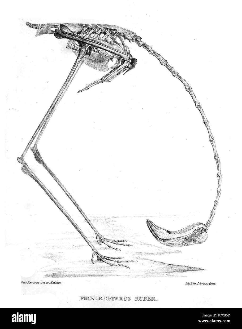 Skeleton of Phoenicopterus ruber . 1869 309 PhoenicopterusRuberSkeleton Stock Photo