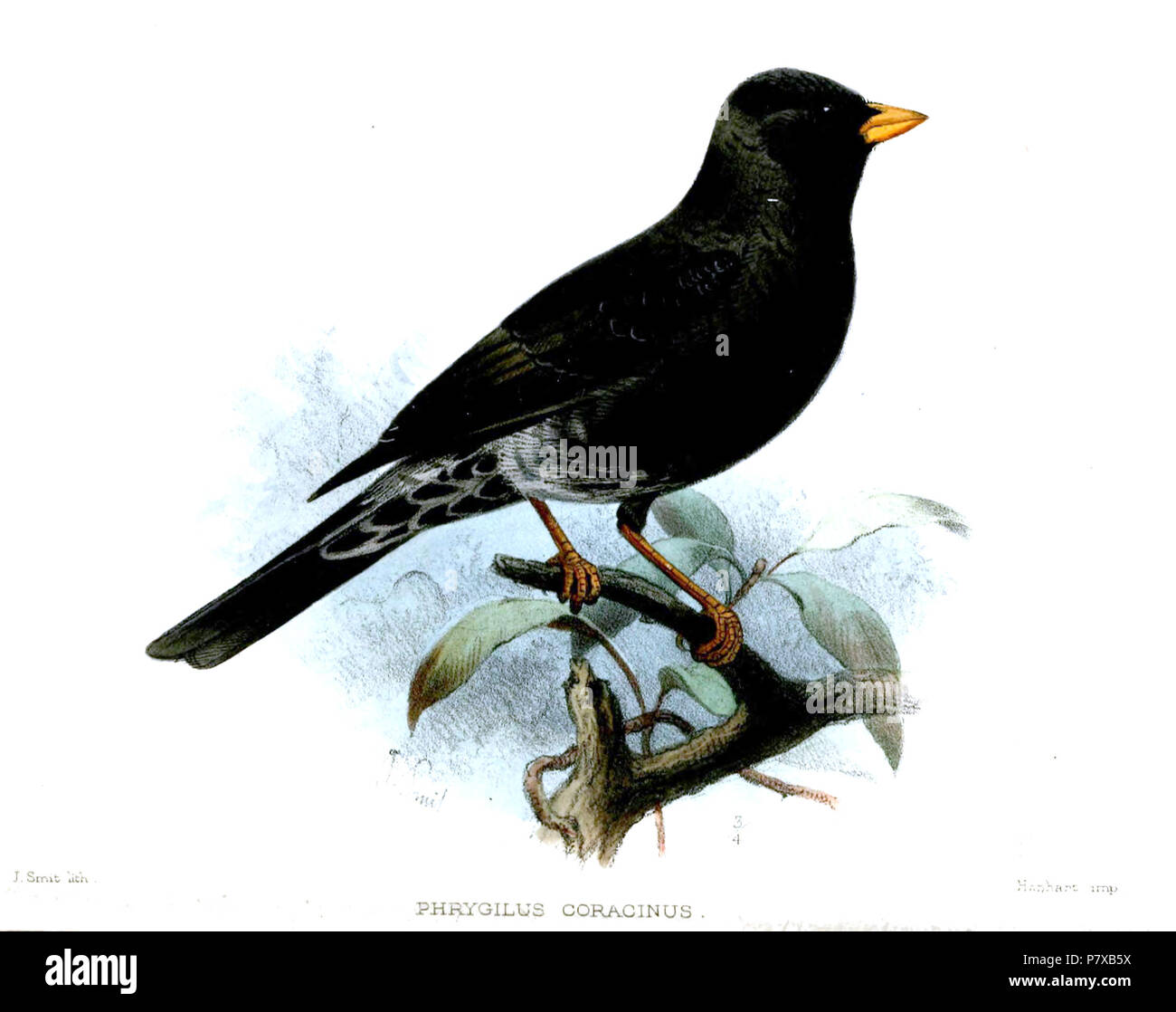 Phrygilus fruticeti coracinus . 1891 309 PhrygilusCoracinusSmit Stock