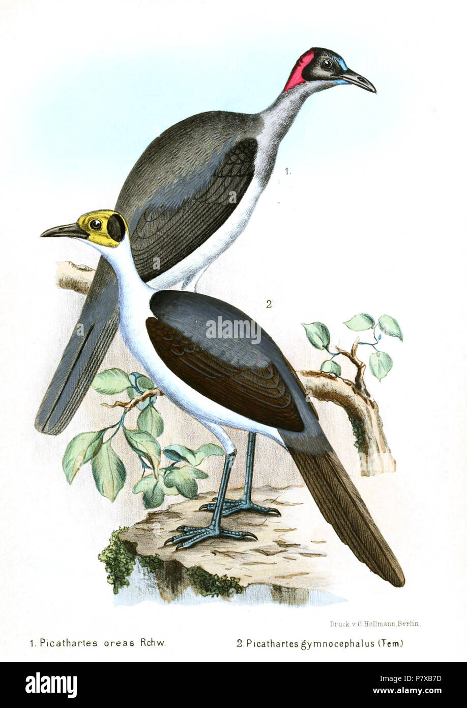 Picathartes gymnocephalus and Picathartes oreas . 1902 310 PicathartesReichenow Stock Photo