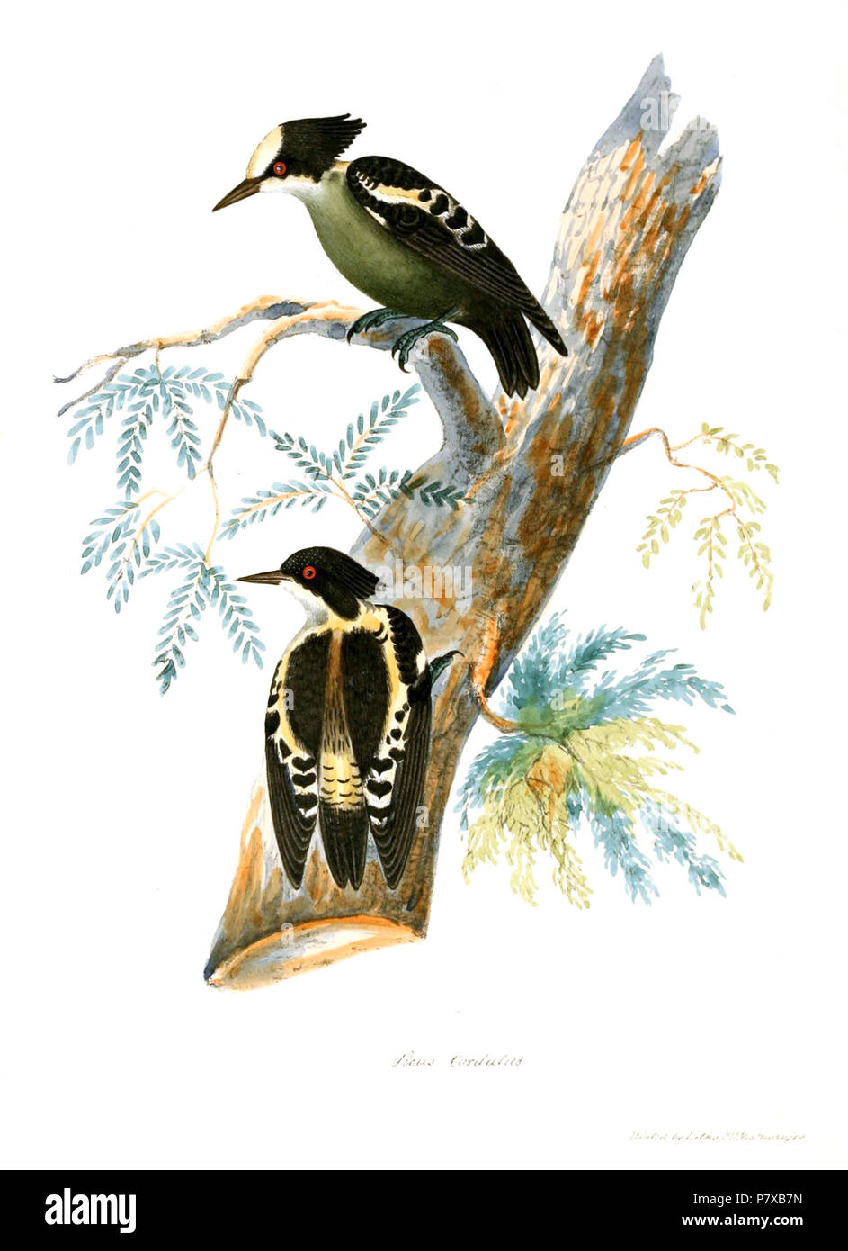 Hemicircus Canente 1847 310 PicusCordatusJerdon Stock Photo Alamy hemicircus-canente-1847-310-picuscordatusjerdon-stock-photo-alamy