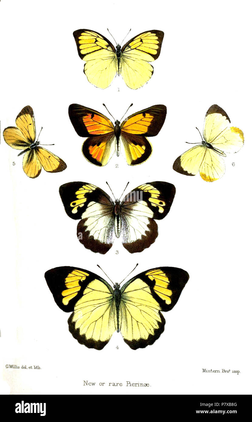 Ixias venatrix = Ixias vollenhovii (Wallace, 1867),  Colias imperialis = Colias ponteni Wallengren, 1860,  Ixias latifasciatus = Ixias pyrene latifasciata Butler, 1871,  Ixias undatus = Ixias pyrene undatus Butler, 1871,  Scalidoneura hermina = Colias euxanthe hermina (Butler, 1871),  Terias memulus = Eurema leuce memulus (Butler, 1871),  English: New and rare Pieridae 3: Orange Tip, upperside of female; 4: Orange Tip, upperside of male . 1871 (published 1872) 310 PierinaeWillis Stock Photo