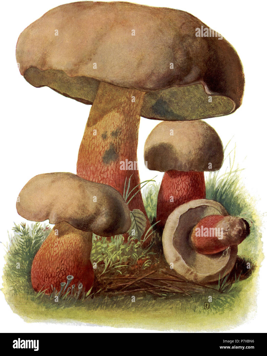 Deutsch: Dickfuß-Röhrling; Boletus pachypus. Ungenießbar. before 1940 312 Pilze d. Heimat, T. 16 - Boletus pachypus Stock Photo