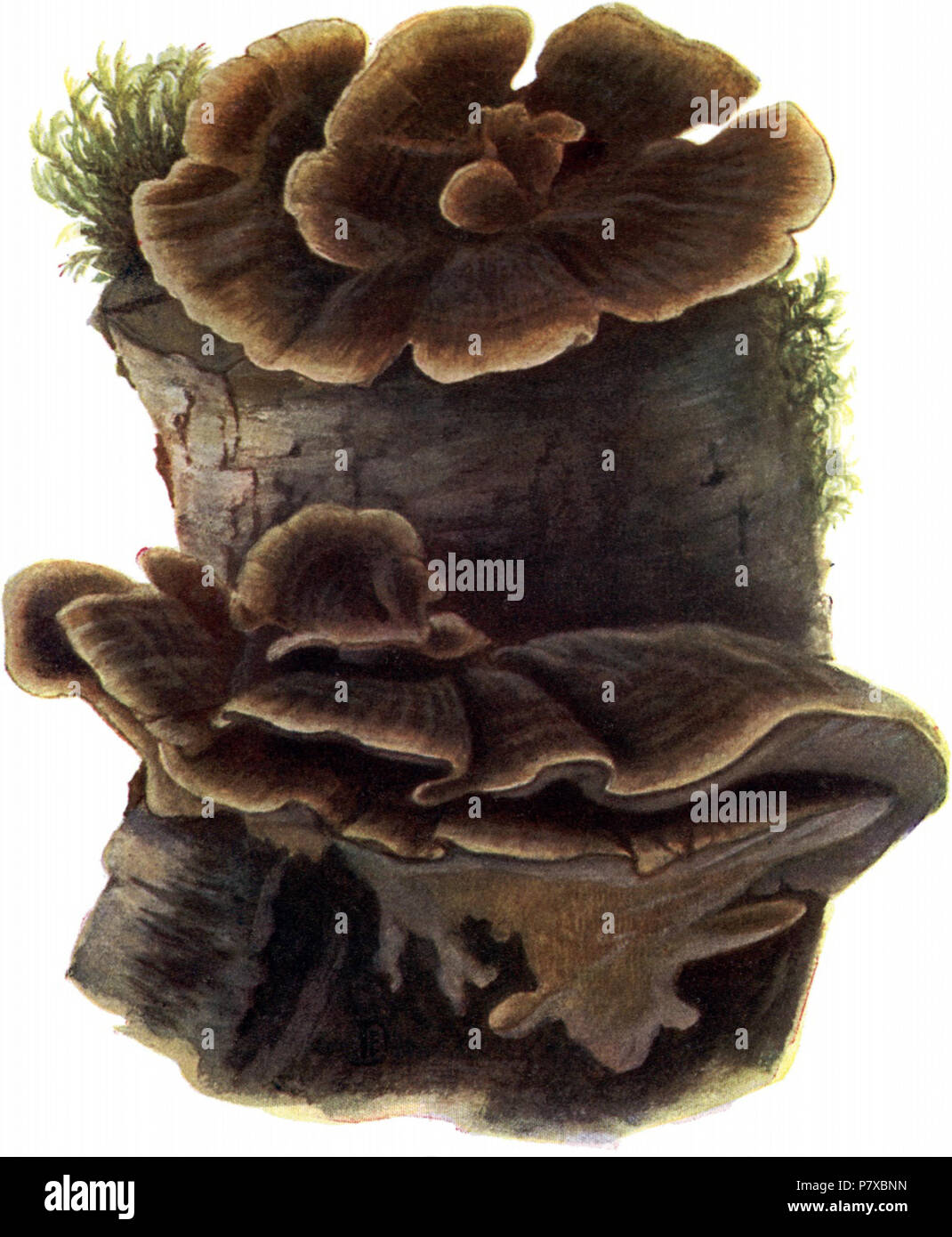 Deutsch: Bunter Porling, Polyporus versicolor. before 1940 312 Pilze d. Heimat, T. 28a - Polyporus versicolor Stock Photo