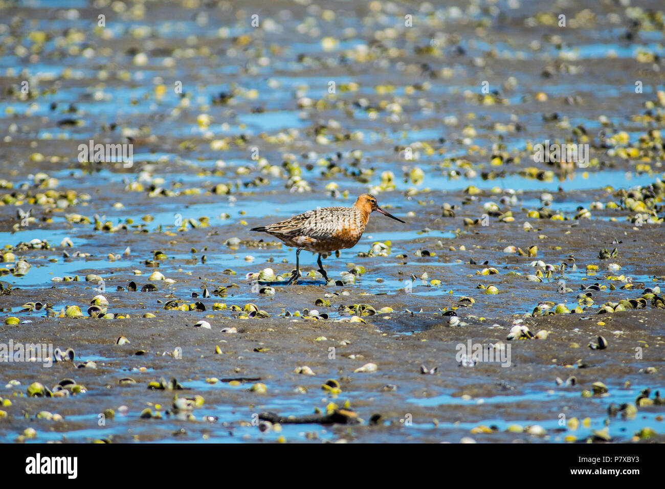 Spotted oyster catcher looks for food in estuary at low tide Stock Photo
