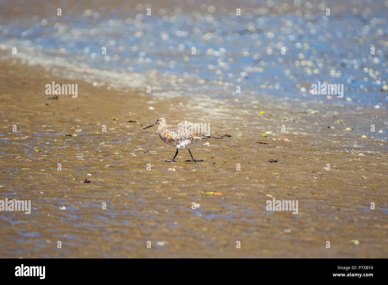 Spotted oyster catcher looks for food in estuary at low tide Stock Photo