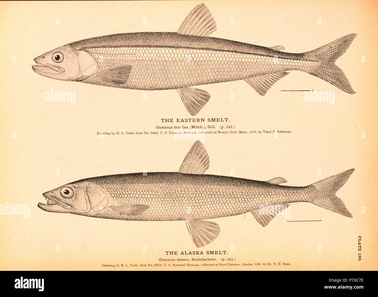 English: The Eastern Smelt. Osmerus mordax, (Mitch.), Gill. The Alaska ...