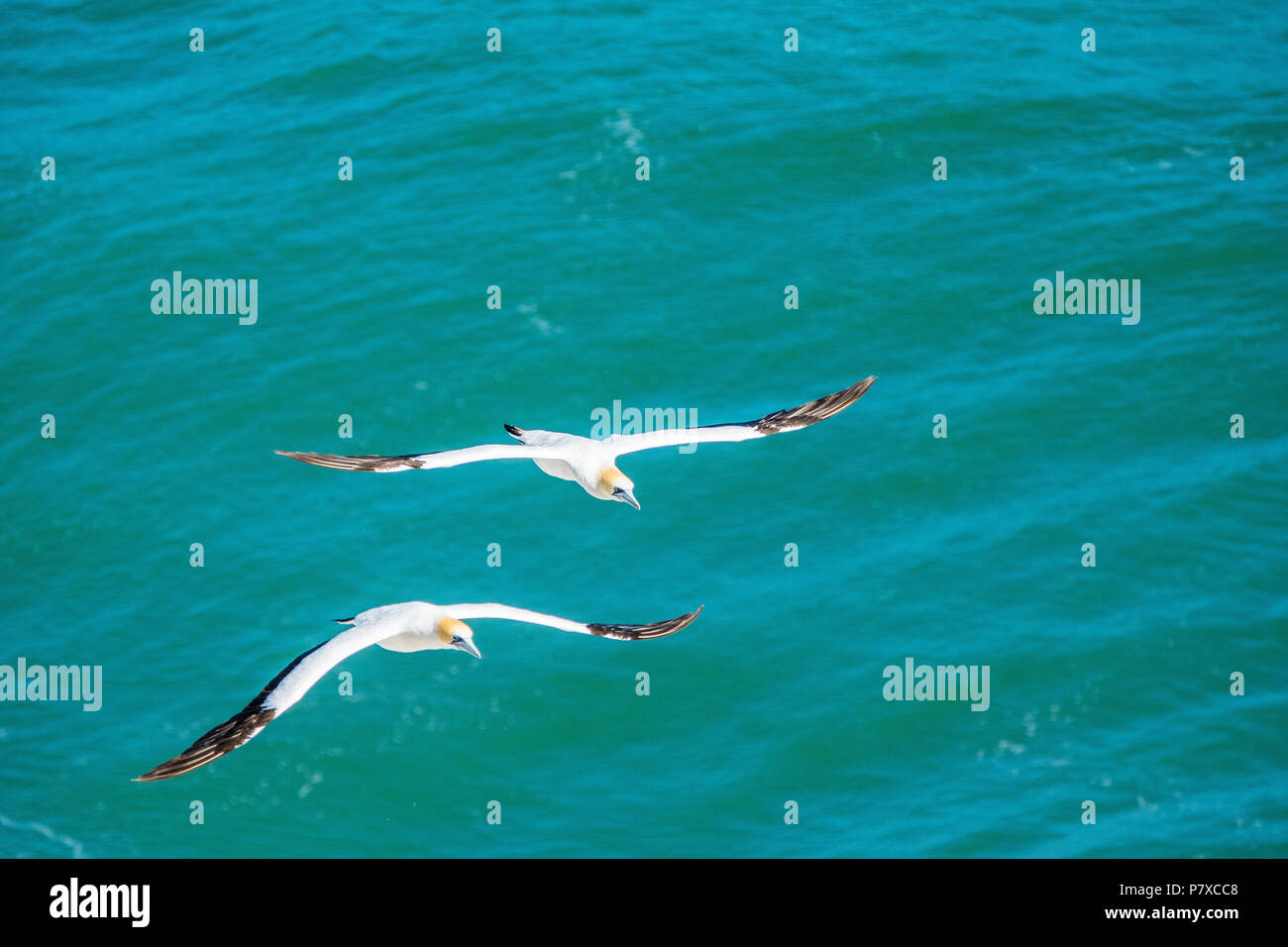 Pair of gannets fly over ocean searching for food Stock Photo
