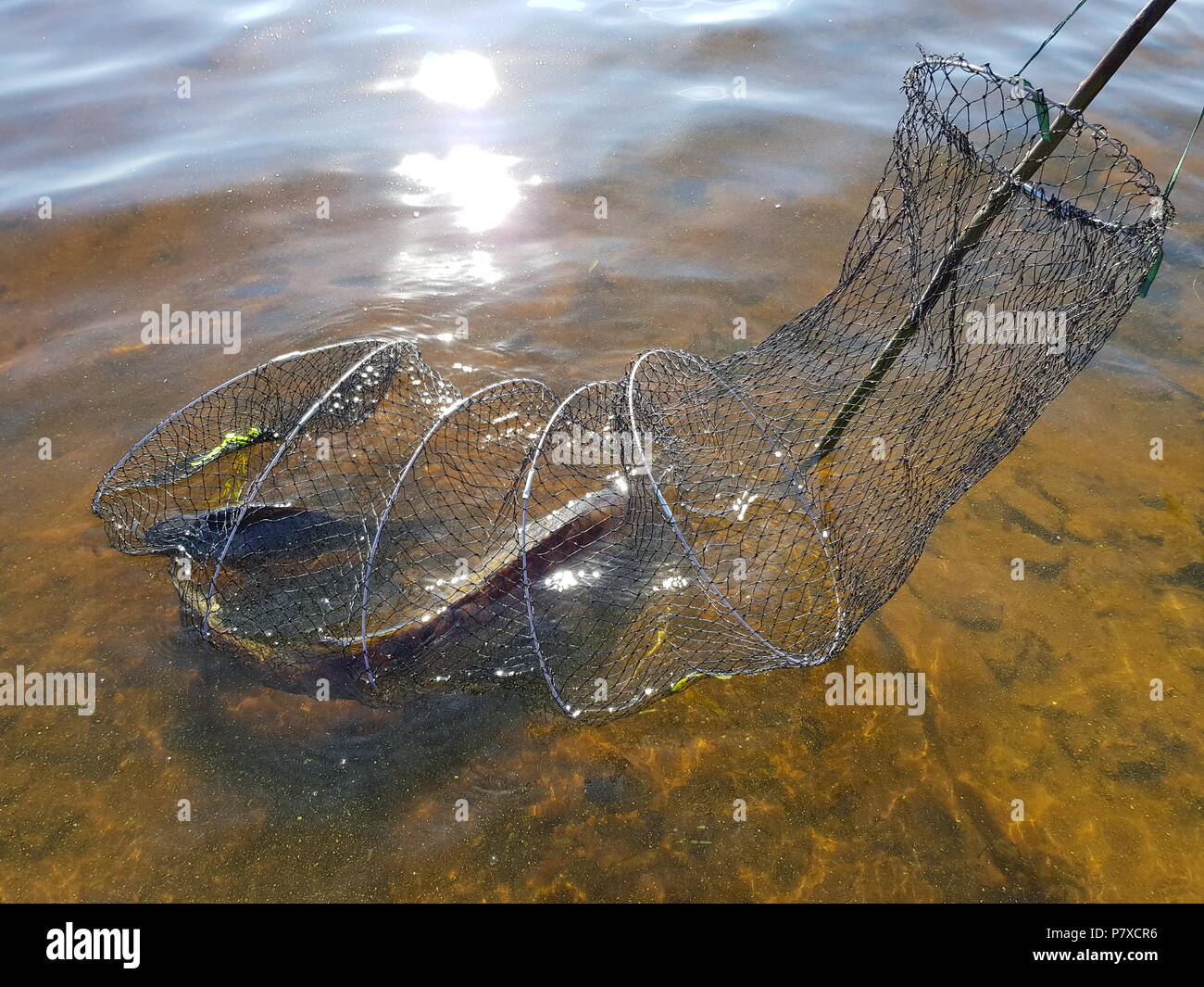 Caught Fish In The Cage In The River Sport Fishing Feeder
