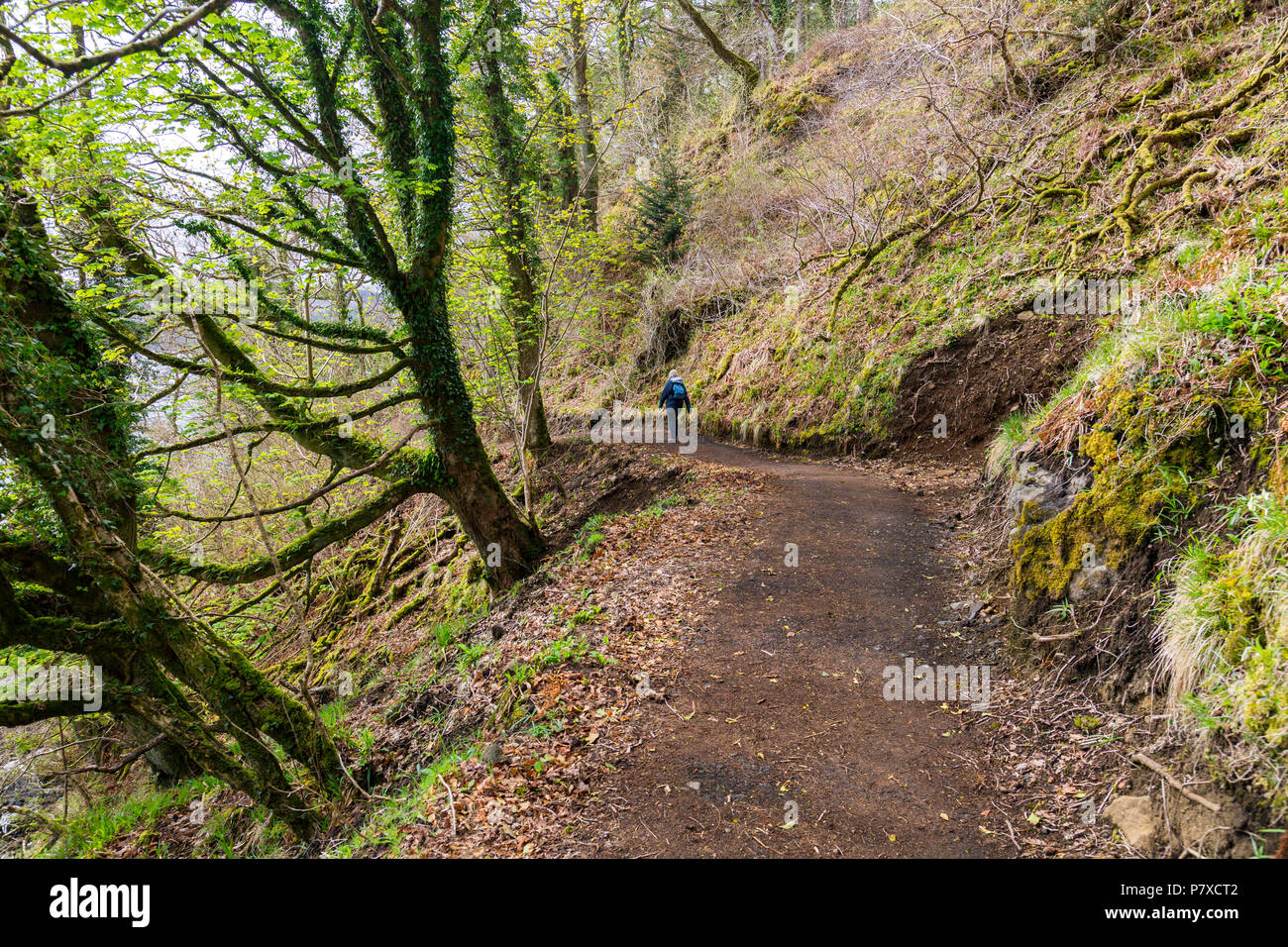 A walker on the ancient woodland cliffside walk between Tobermory and Rubha nan Gall lighthouse, Isle of Mull, Argyll and Bute, Scotland, UK Stock Photo