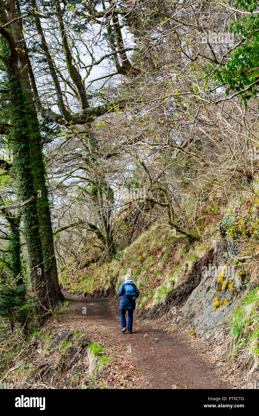 A walker on the ancient woodland cliffside walk between Tobermory and Rubha nan Gall lighthouse, Isle of Mull, Argyll and Bute, Scotland, UK Stock Photo