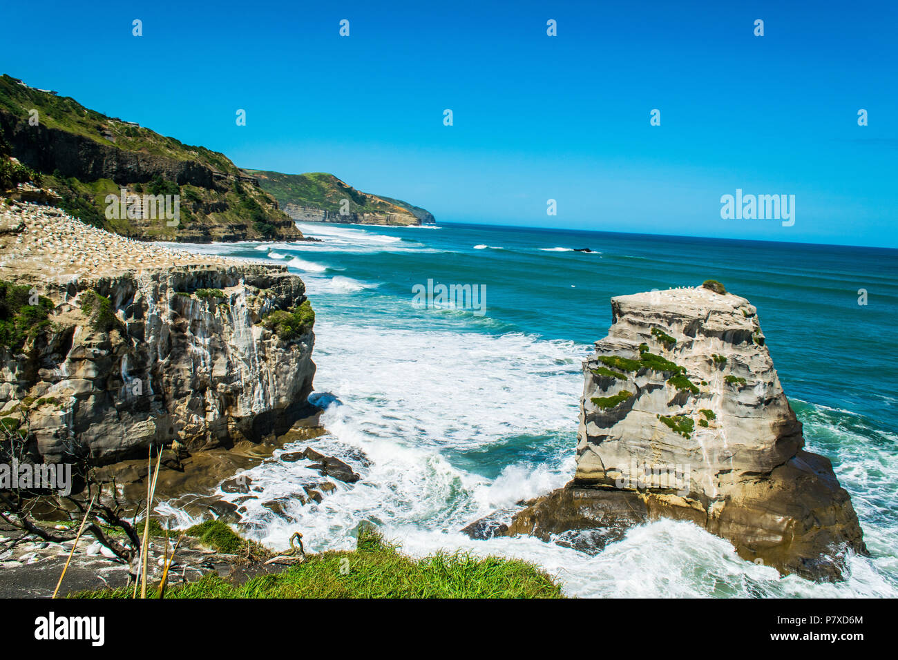 Wide view on gannet colony on peninsula in Auckland, New Zealand Stock Photo