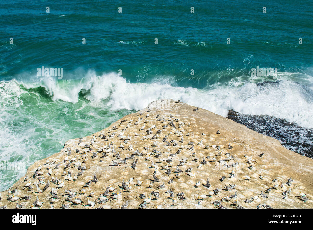 Wide view on gannet colony on peninsula in Auckland, New Zealand Stock Photo