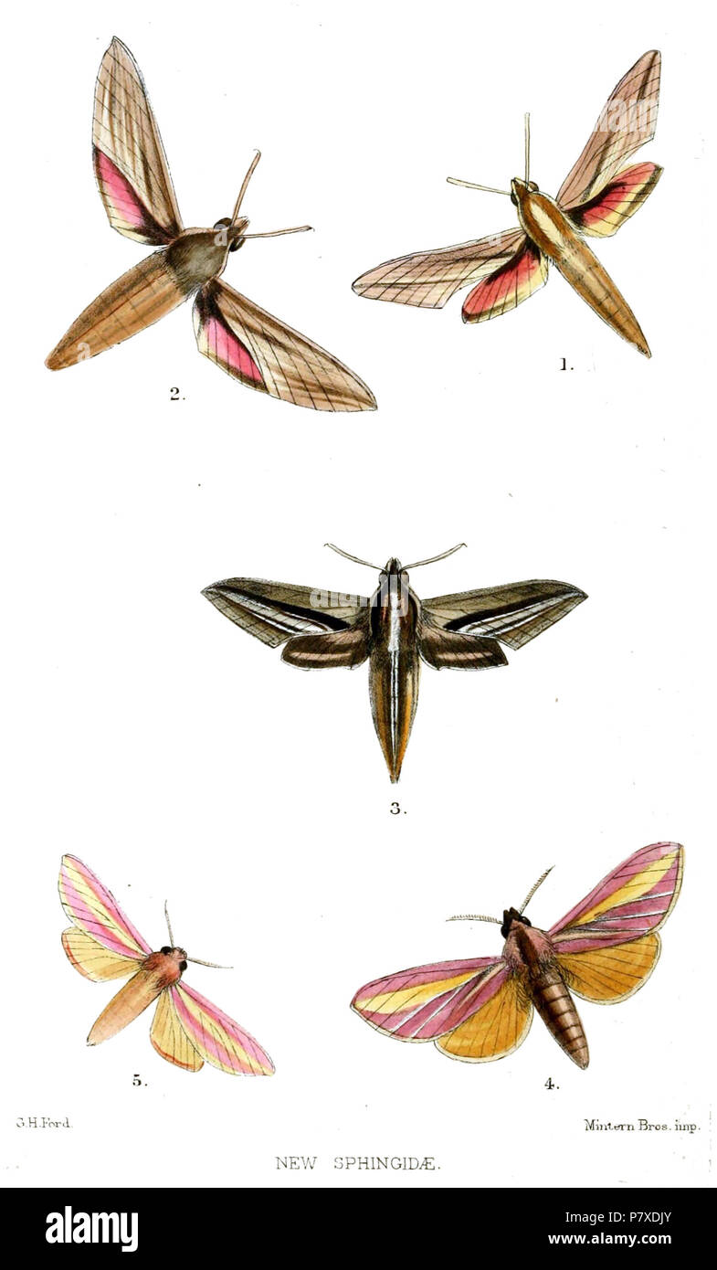 Sphingidae Chaerocampa elegans C. gracilis C. argenteata Leucophlebia rosacea L. bicolor . 1875 351 Sphingidae2Ford1875 Stock Photo