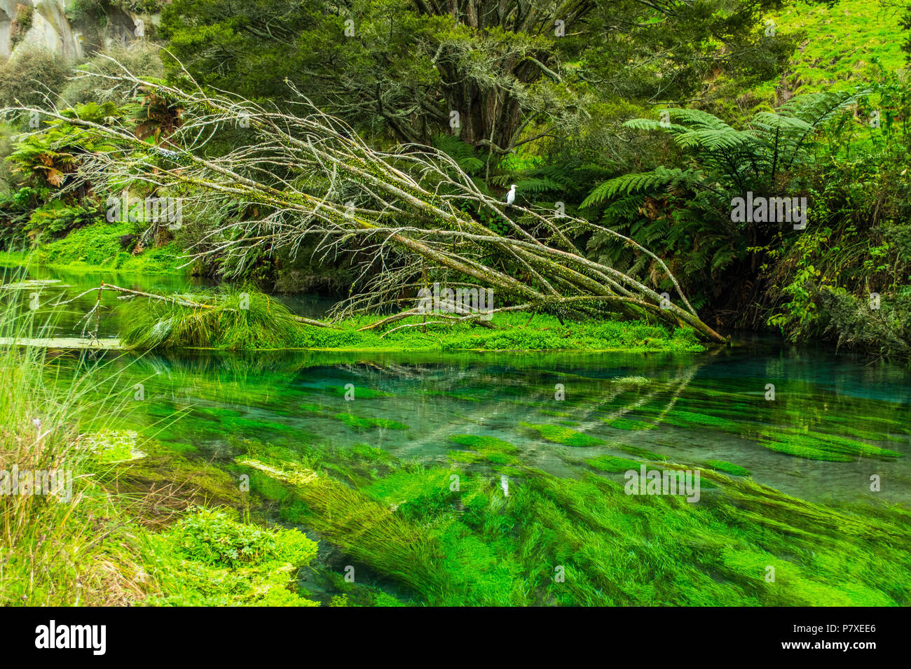 Dead tree lies in the middle of crystal clear river Stock Photo