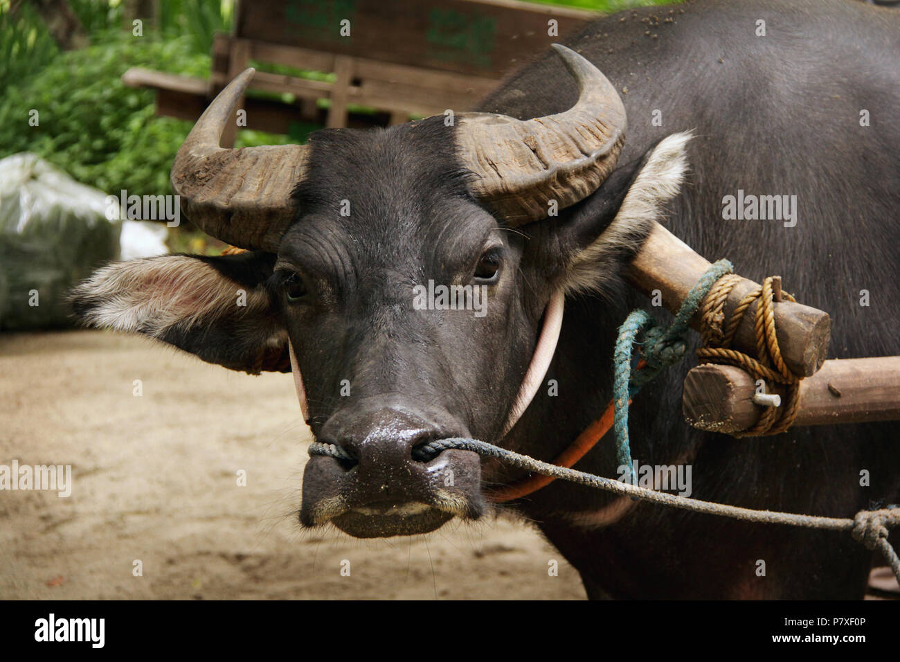 Closeup portrait of Philippine water buffalo looking at camera. It has a yoke attached to it. Stock Photo