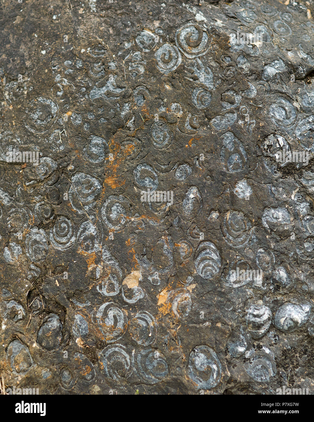Millions year old snail fossils on a limestone wall Stock Photo Alamy