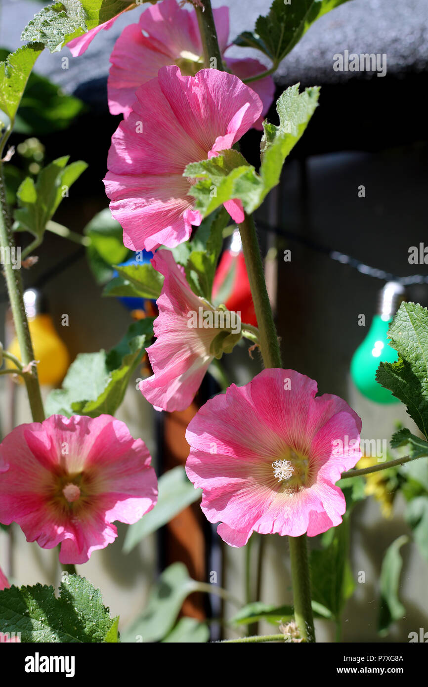 Hollyhocks (Malvaceae), growing in an English garden on a bright summer day. Stock Photo