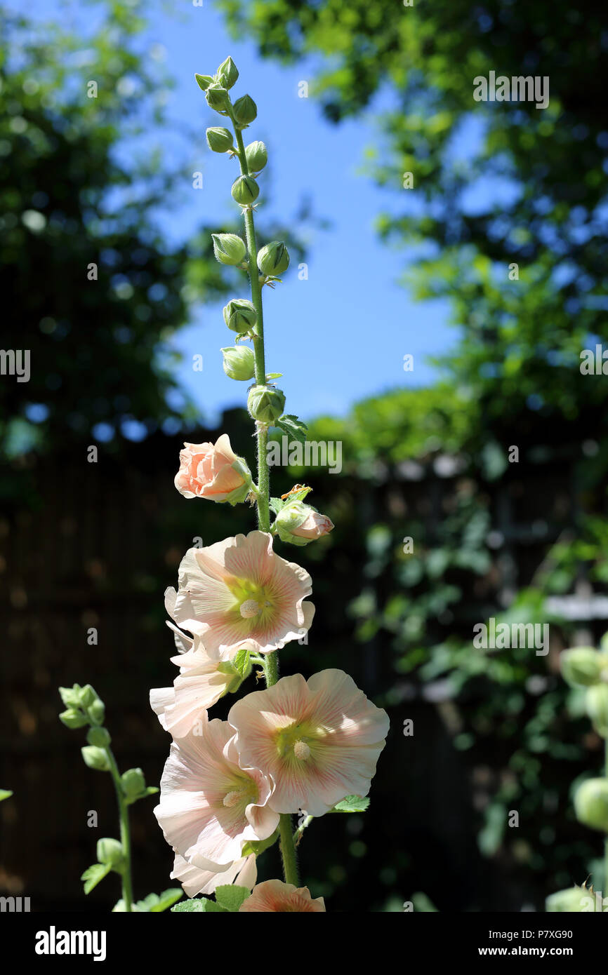 Hollyhocks (Malvaceae), growing in an English garden on a bright summer day. Stock Photo