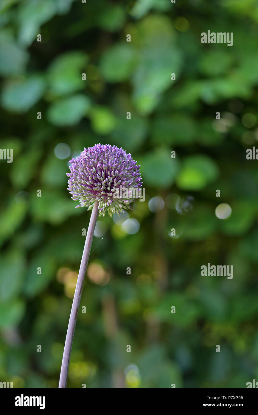A tall Allium plant growing in an English country garden Stock Photo