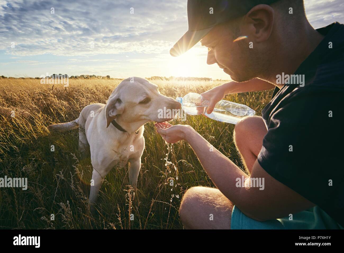 Young man with dog at sunset in summer nature. Thirsty yellow labrador retriever drinking water from the plastic bottle. Stock Photo