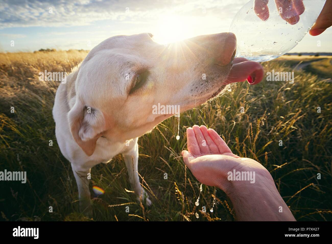 Thirsty dog at sunset in summer nature. Yellow labrador retriever drinking water from the plastic bottle. Stock Photo