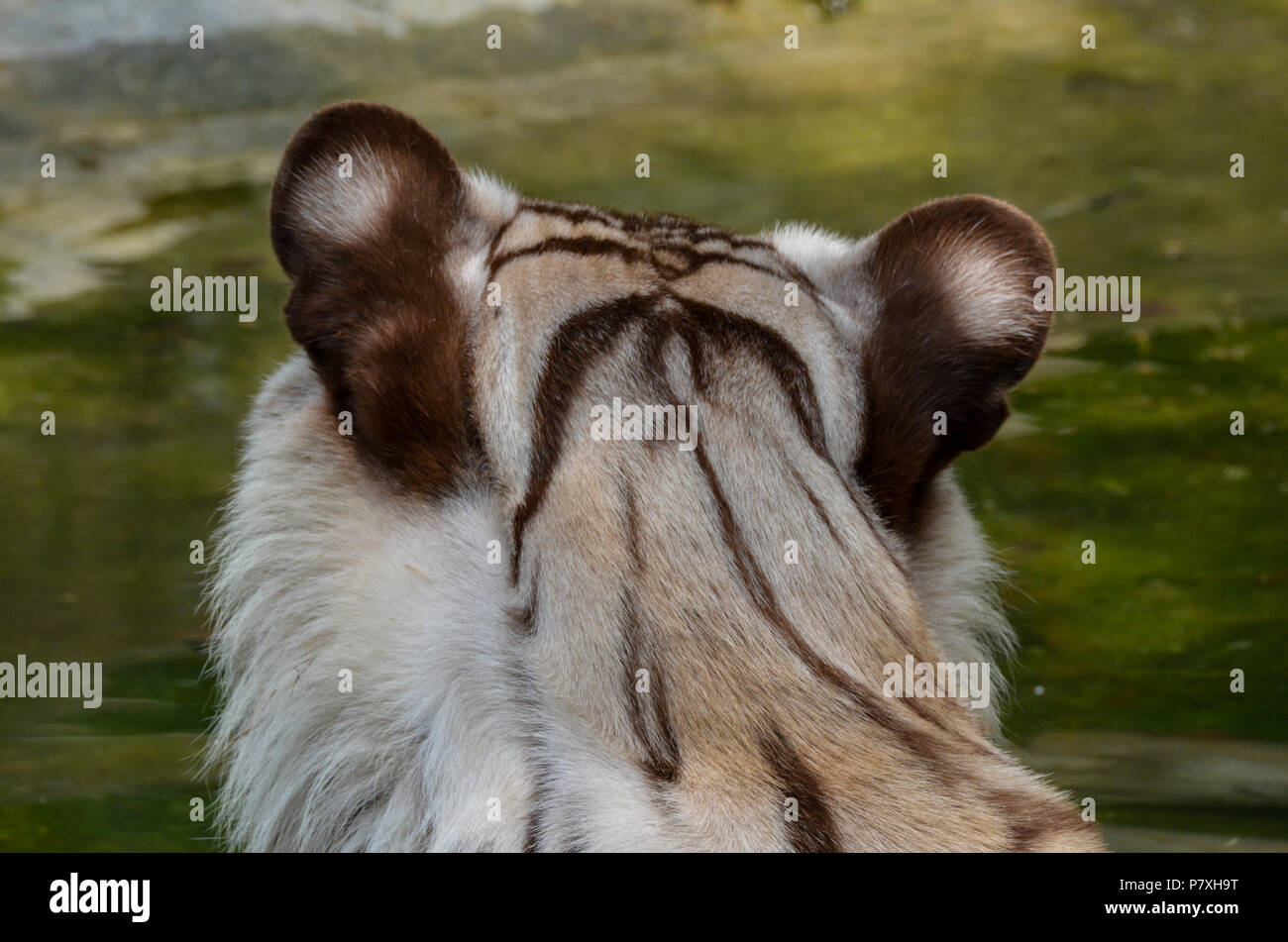 White Tiger, New Delhi, India- June 20, 2018: Close-up of a White Tiger (Panthera tigris) from behind at National Zoological Park, New Delhi, India Stock Photo - Alamy White Tiger, New Delhi, India- June 20, 2018: Close-up of a White Tiger (Panthera tigris) from behind at National Zoological Park, New Delhi, India Stock Photo - Alamy