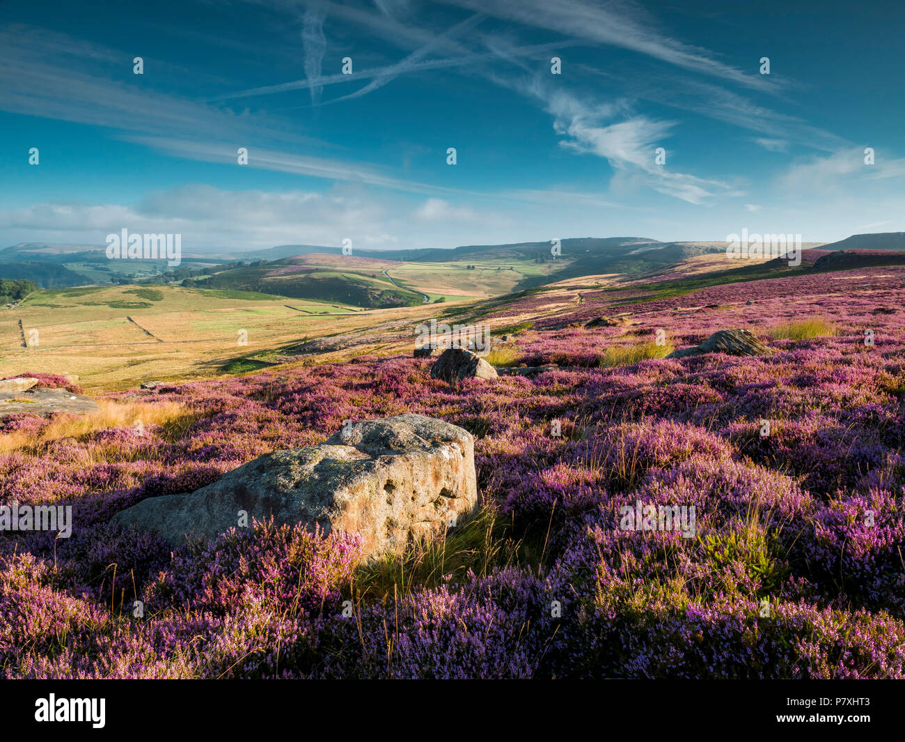 Heather On The Moors Above Hathersage In Derbyshire Stock Photo Alamy