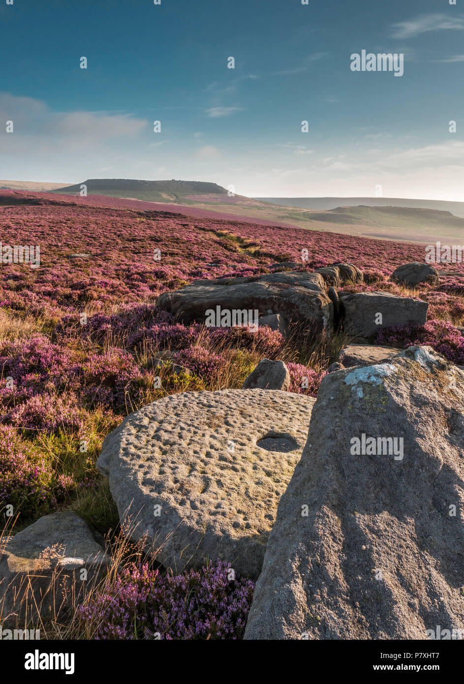A millstone in the heather on the Derbyshire moorland. Stock Photo