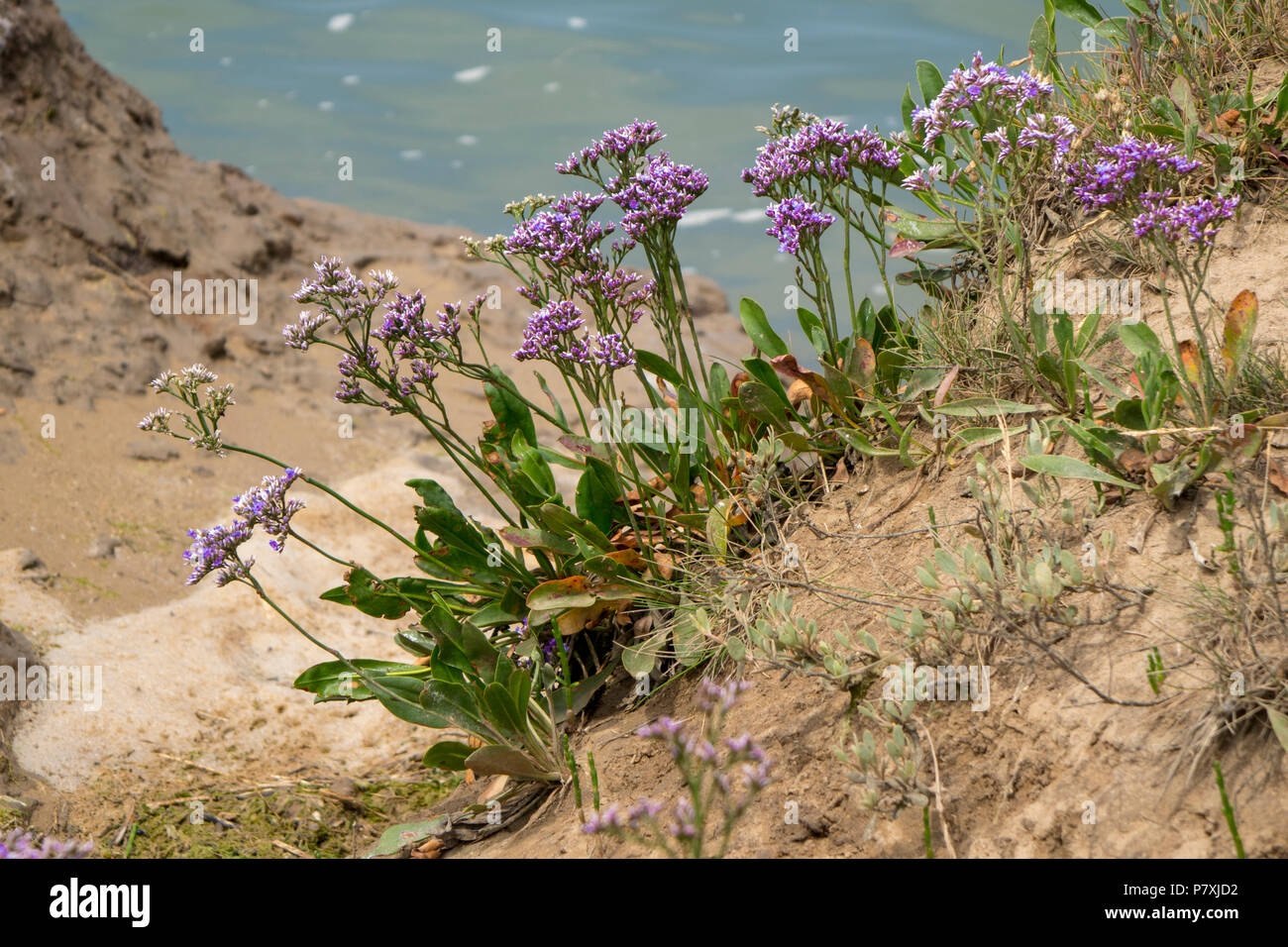 Common Sea-lavender Stock Photo