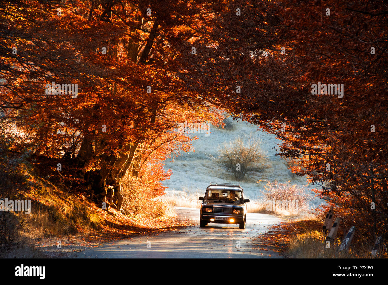LADA 2107. The car drives through a beautiful arch of autumn trees. Republic of Crimea. October 31, 2015. Stock Photo