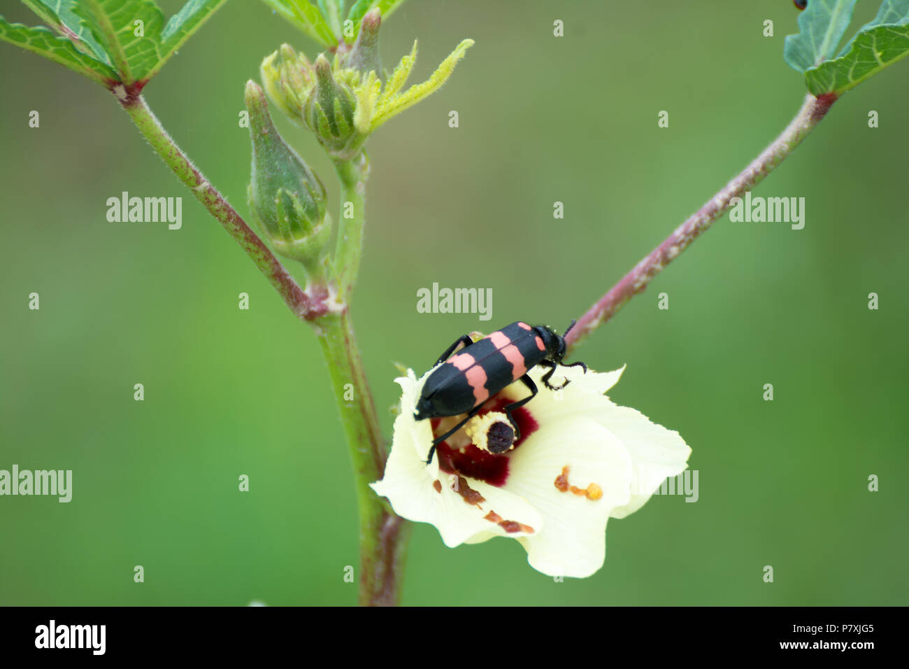A beautiful bug eating Ladiesfinger Flower Stock Photo - Alamy